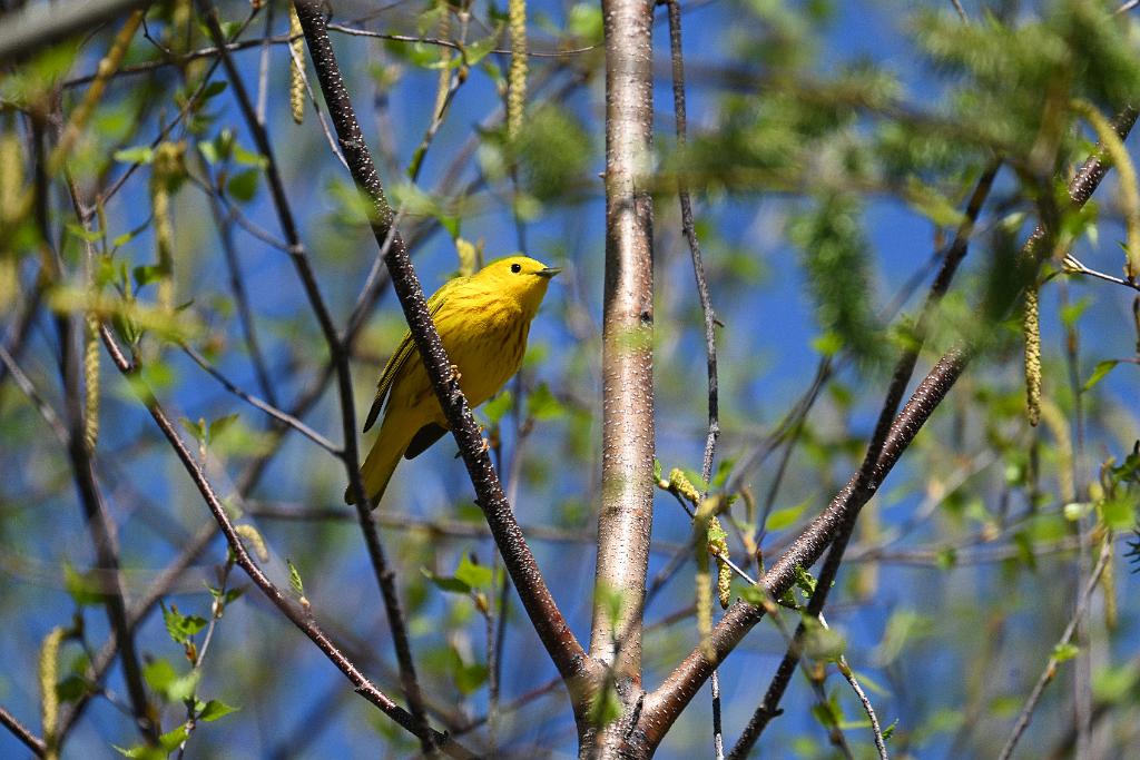 Warbler, Yellow, 2025-04306822 Broad Meadow Brook, MA.JPG - Yellow Warbler. Broad Meadow Brook Wildlife Sanctuary, MA, 4-30-2025